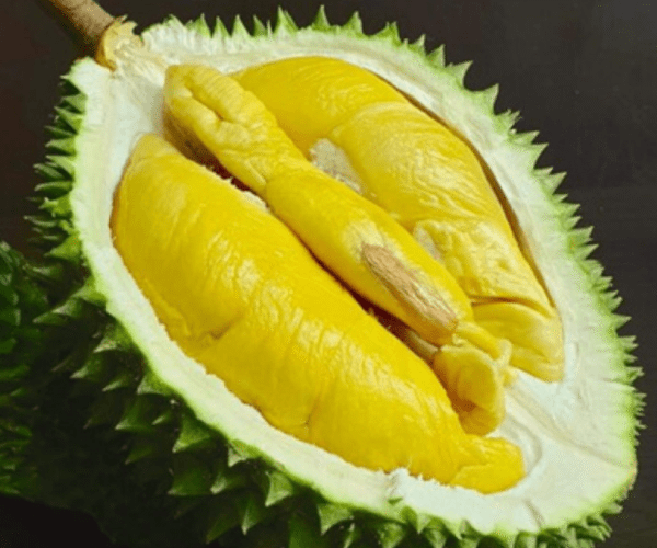 Musang King